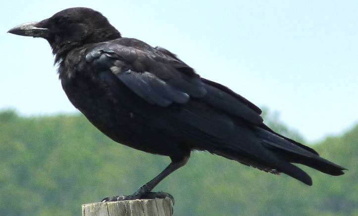 Crow3 - Copy